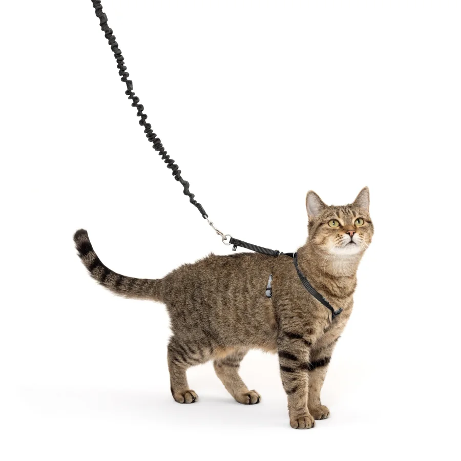 PetSafe Come With Me Kitty Bungee Leash Setの商品画像