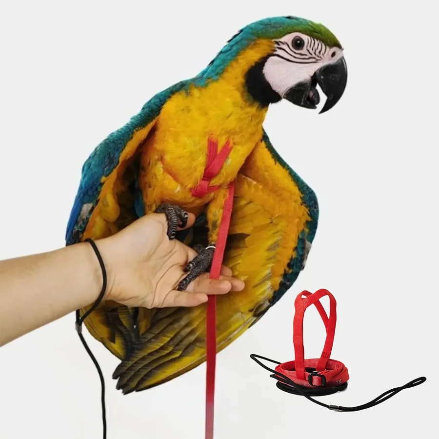 Produktbild von Barn Eleven Bird Harness with 78.7-Inch Leash