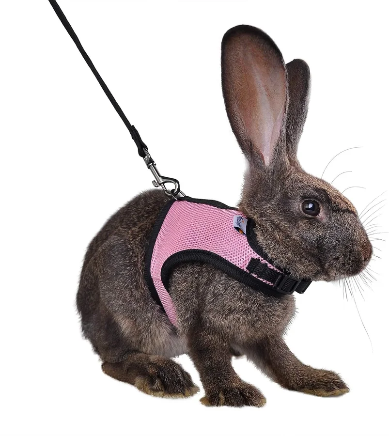 صورة منتج Niteangel Adjustable Soft Harness with Elastic Leash — Medium